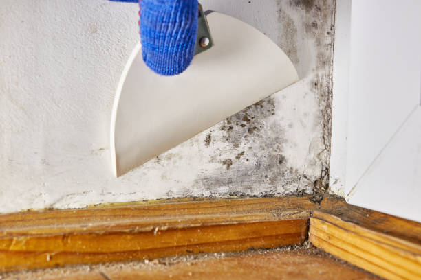 Best Mold Removal for HVAC Installations  in Haskins, OH
