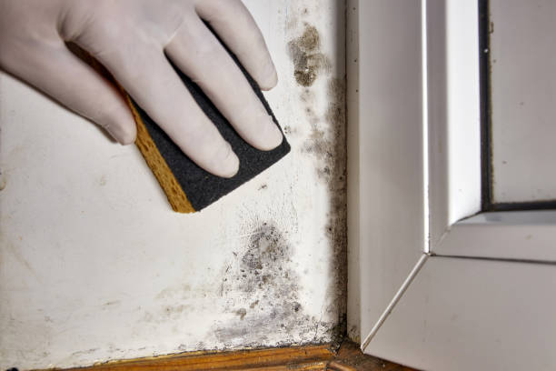 Best Mold Odor Removal Services  in Haskins, OH