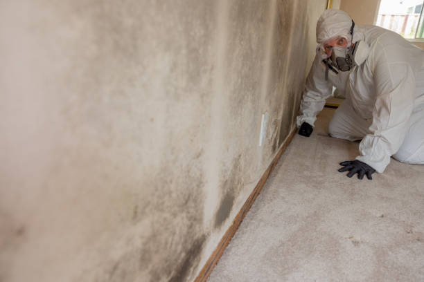 Best Environmental Consulting for Mold Prevention  in Haskins, OH
